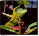 nepenthes