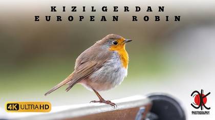 Kızılgerdan