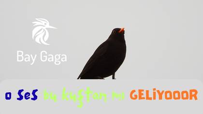 O SES BUNDAN GELİYO