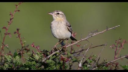 Kır incirkuşu video