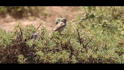 Bozkır ötleğeni video