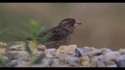 Kaya serçesi video