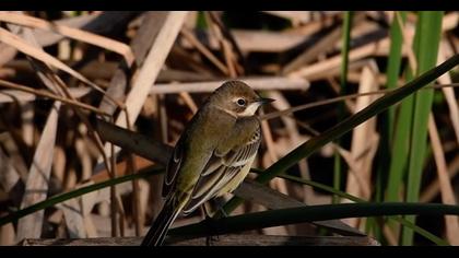 sarı Kuyruksallayan