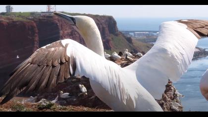 Sümsükkuşu / Northern Gannet