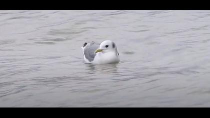 Karaayaklı martı video