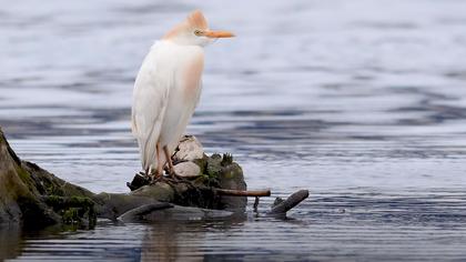 Sığır Balıkçılı