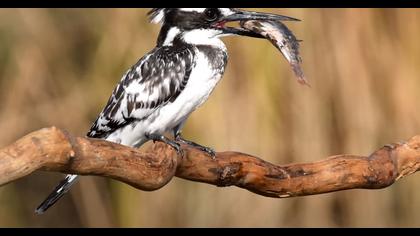 Alaca yalıçapkını.