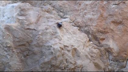 Duvar tırmaşıkkuşu video