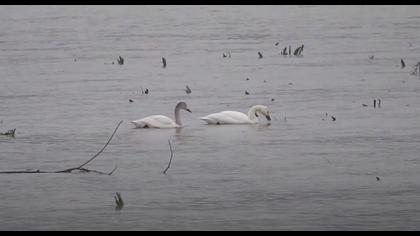 Küçük kuğu video