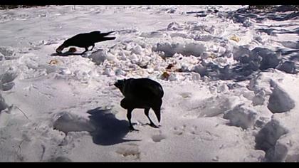 Ağustos Böceği ile Karınca