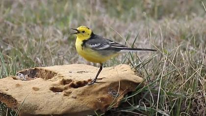 Sarıbaşlı kuyruksallayan video