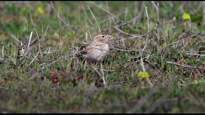 Bozkır toygarı video