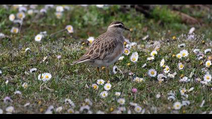 Dağ cılıbıtı video