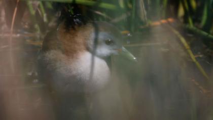 Bataklık suyelvesi video