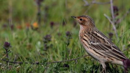 Kızılgerdanlı incirkuşu video