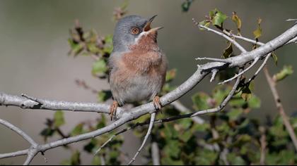 Bıyıklı ötleğen video