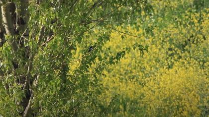 Halkalı sinekkapan video