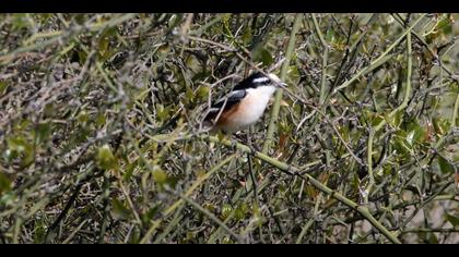 Maskeli Örümcekkuşu