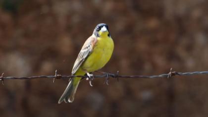 Karabaşlı Kirazkuşu