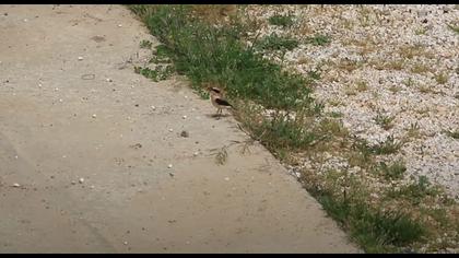 Kara Kulaklı Kuyrukkakan