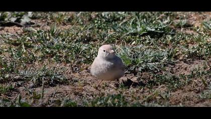 Küçük çöl toygarı video