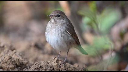 Benekli bülbül video