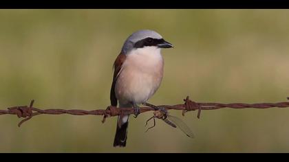 Kızılsırtlı ve avı