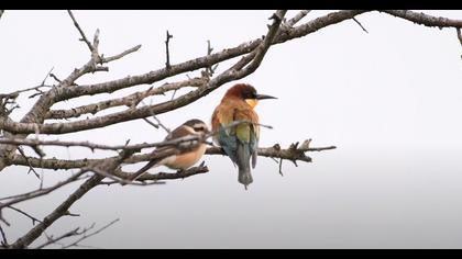 MASKELİ ÖRÜMCEKKUŞU