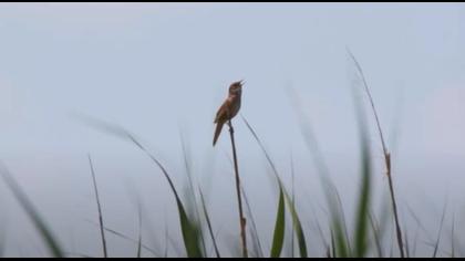 Bataklık kamışçını video