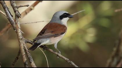 Kızılsırtlı örümcekkuşu