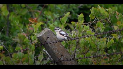 Maskeli Örümcekkuşu