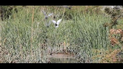 Bıyıklı sumru video