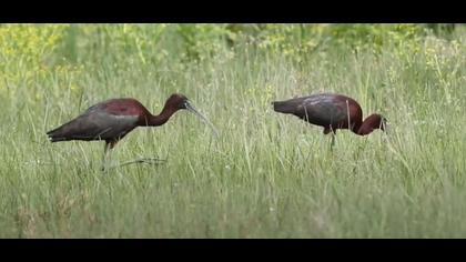 Çeltikçi Hakkında Bilgiler