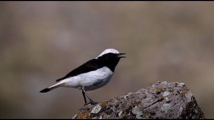 Aksırtlı kuyrukkakan video