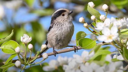 Uzunkuyruklu baştankara video