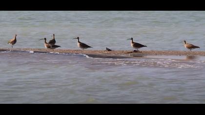 Sürmeli Kervançulluğu