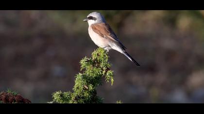 Kızılsırtlı örümcekkuşu