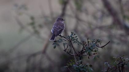 Benekli sinekkapan video