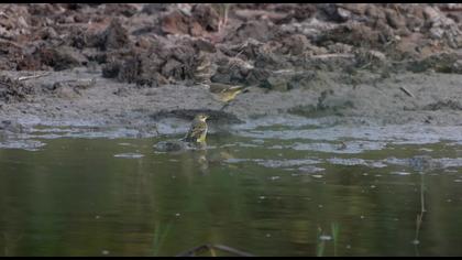 Sarı Kuyruksallayan