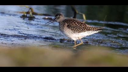 Orman Düdükçünü