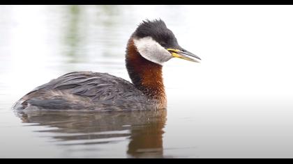 Kızılboyunlu batağan video