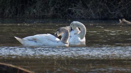 Kompakt Makine İle Kuş Çekimi