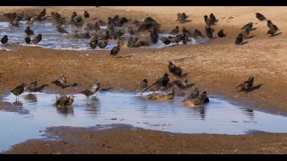SULTAN SAZLIĞI MİLLİ PARKI