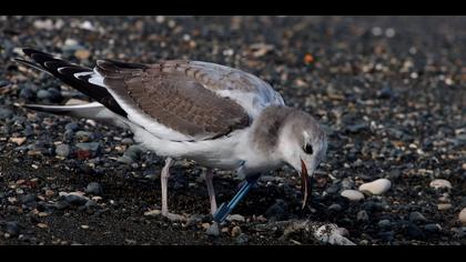 Çatalkuyruklu Martı