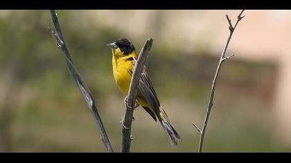 Karabaşlı kirazkuşu