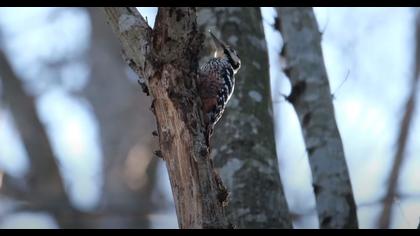 Aksırtlı ağaçkakan video