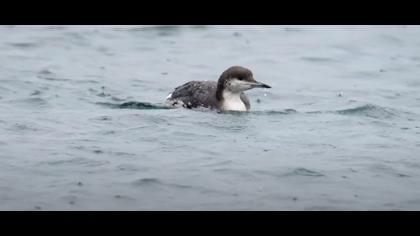 Karagerdanlı ardıç video