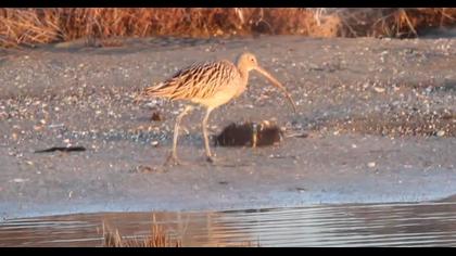 Kervançulluğu video