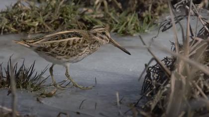 Küçük suçulluğu video