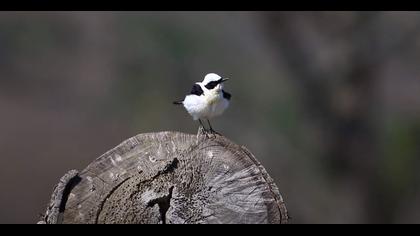 Karakulaklı kuyrukkakan video